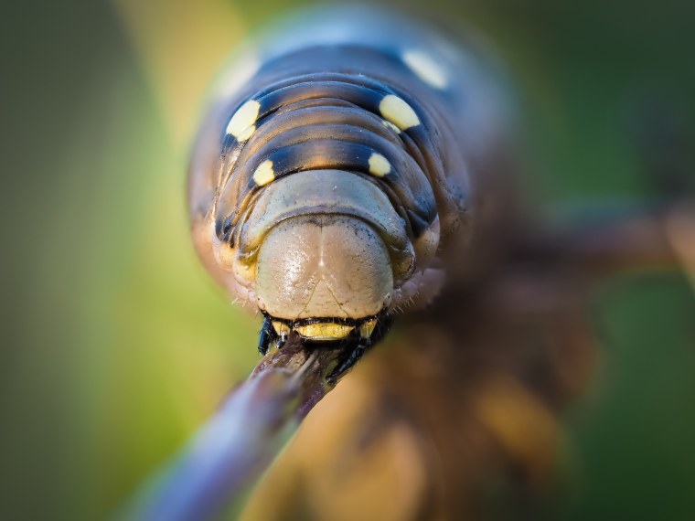 Объектив Olympus ed 60mm f/2.8 macro