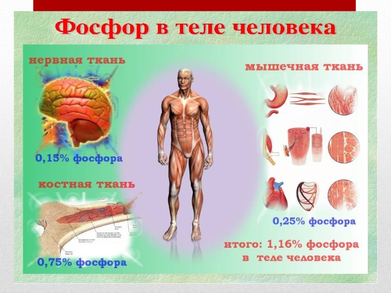 Роль фосфора в организме человека