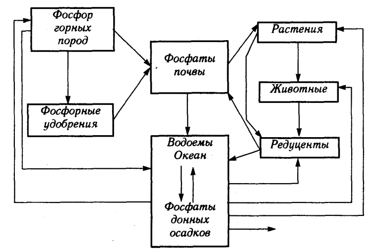 Круговорот фосфора схема