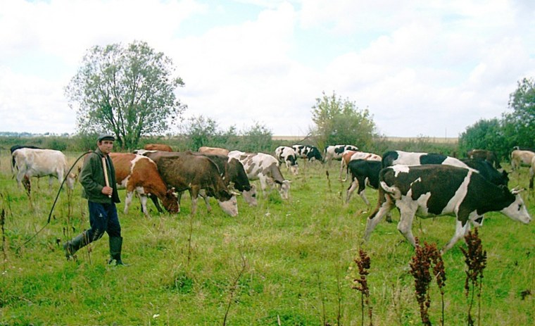 Пейзаж с людьми и животными
