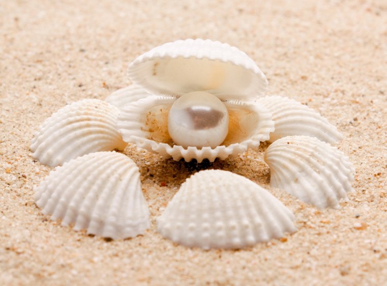 Морская Жемчужница белая моллюск