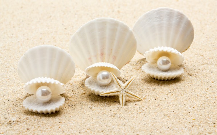 Красивые ракушки