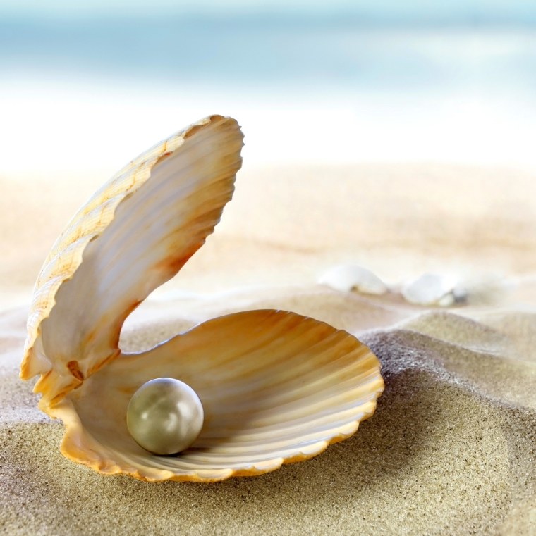 Морская Жемчужница моллюск