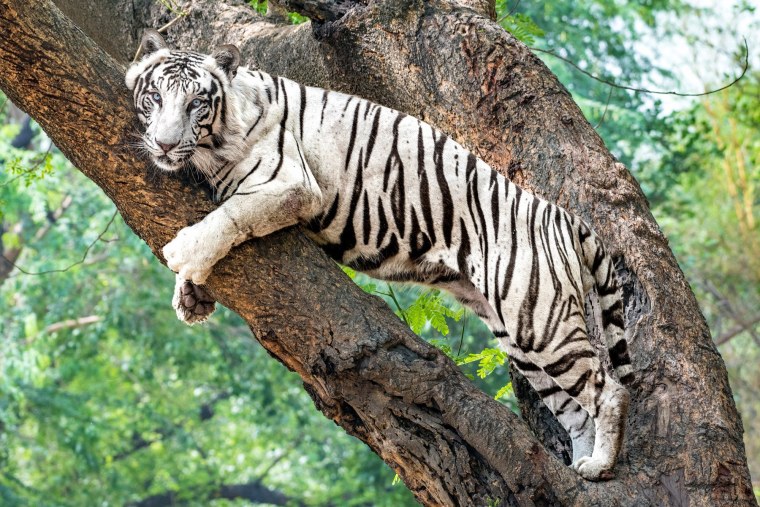 Бенгальский тигр меланизм