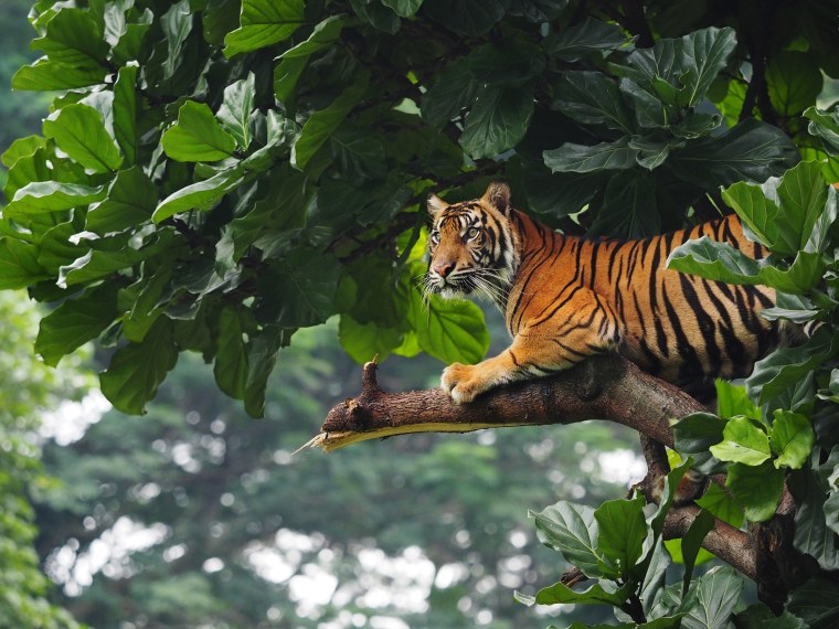 Sumatran Tigers in the Wild