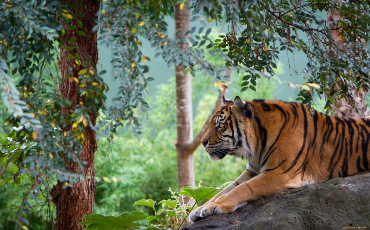 Полосатый тигр