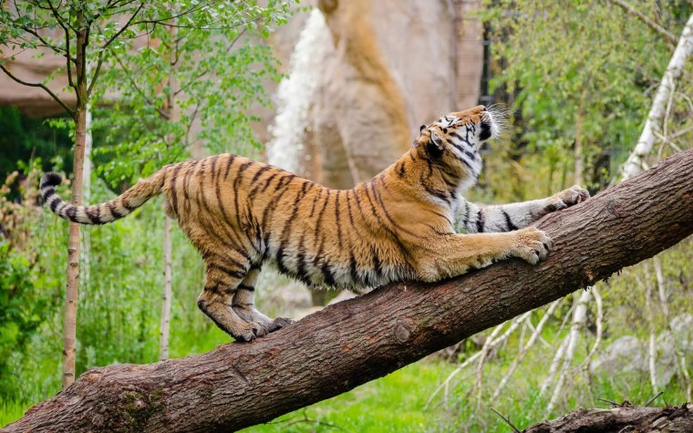 Амурский тигр в дикой природе