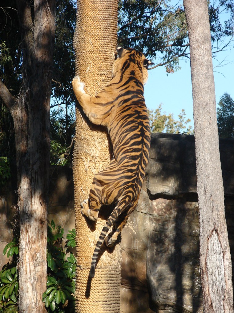 Тигр карабкается на дерево