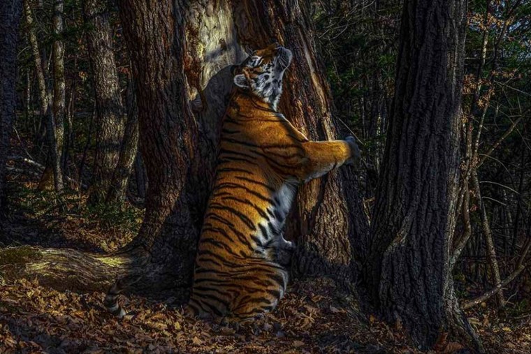 Wildlife photographer of the year 2020 Сергей горшков