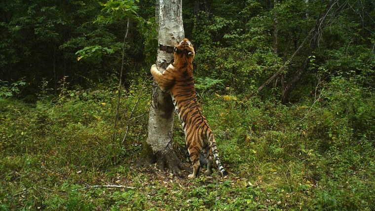 Амурский тигр на дереве