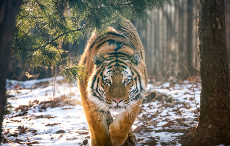 Амурский тигр