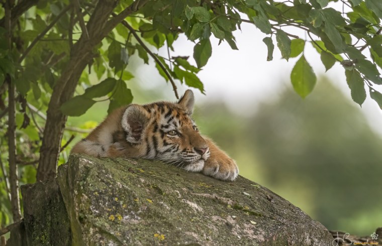 Красивые обои на рабочий стол животные