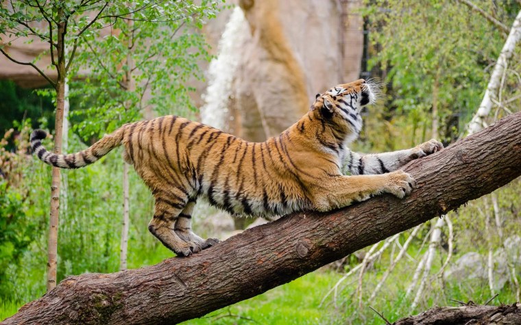 Тигр лезет на дерево