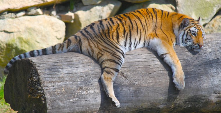 Тигр лазает по деревьям