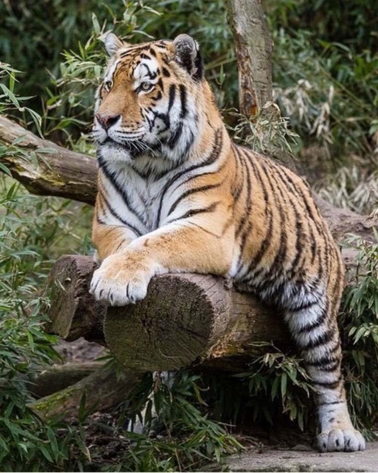 Африканский тигр