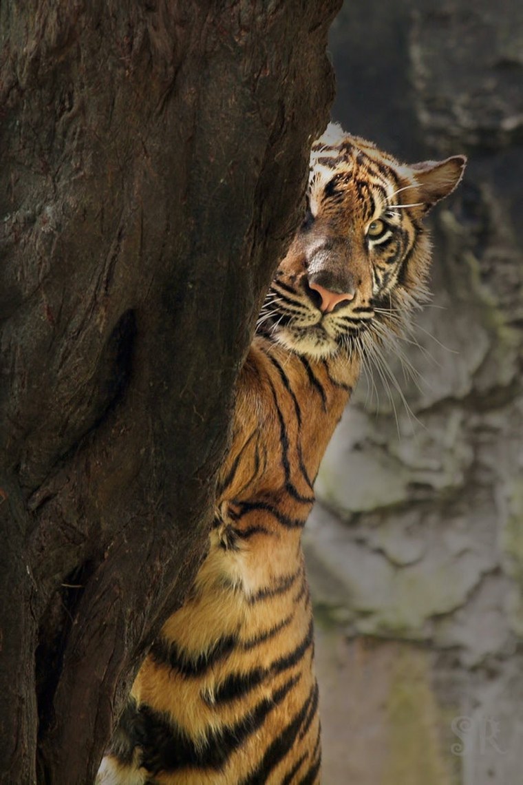 Тигри картинки на рабочий стол