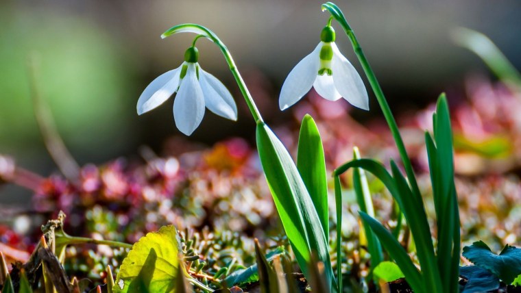 Подснежник Краснова