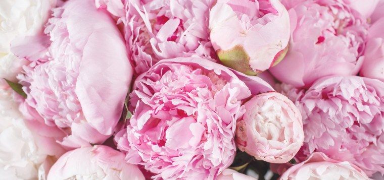 Чилийские пионы