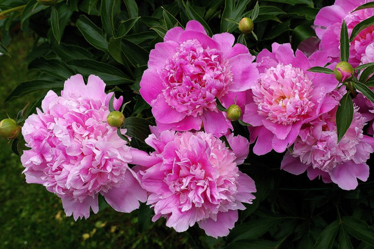 Пиони Пинк (Peony Pink)