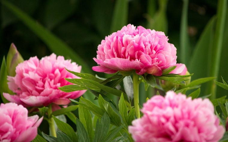 牡丹 / Peony / пион / Peonía