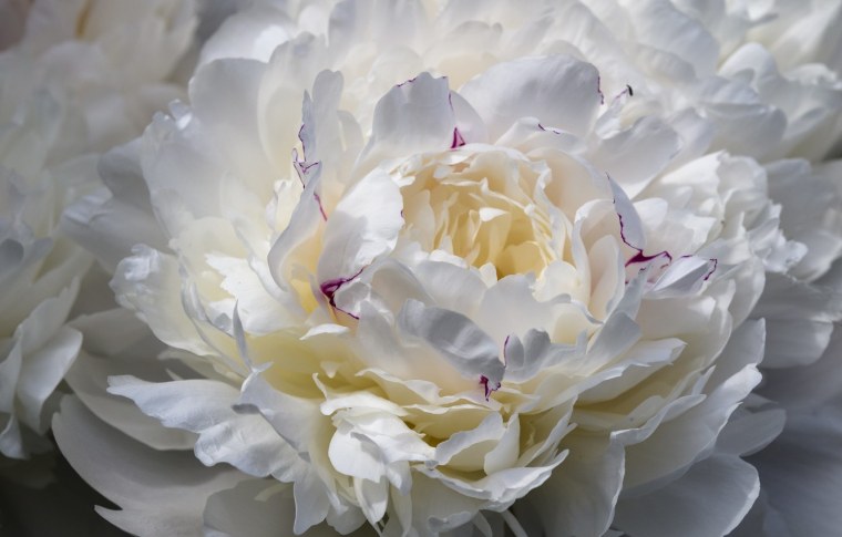 Пион Каррара