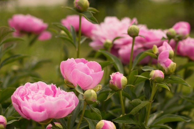 Маленькие пионы