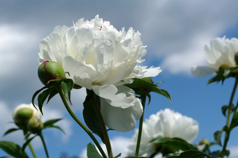 Camellia White пион