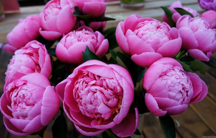 Красивый фон пионы