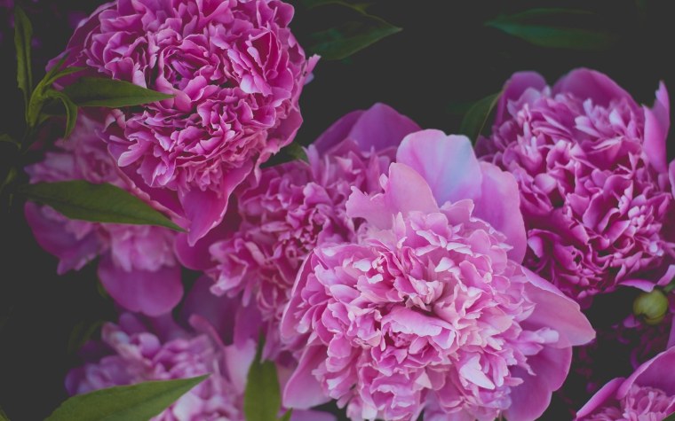 Пион Бенджамин