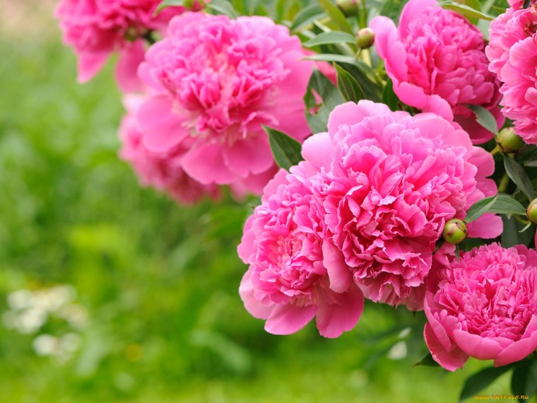 Пионы на черном фоне