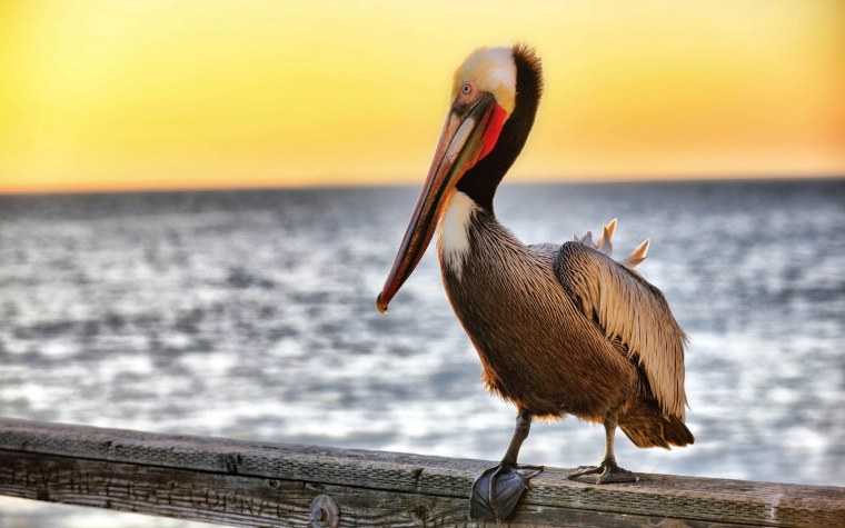 Пеликан обыкновенный