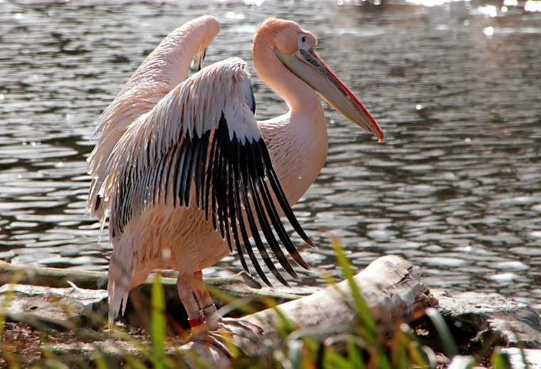 Пеликан мешконос птица
