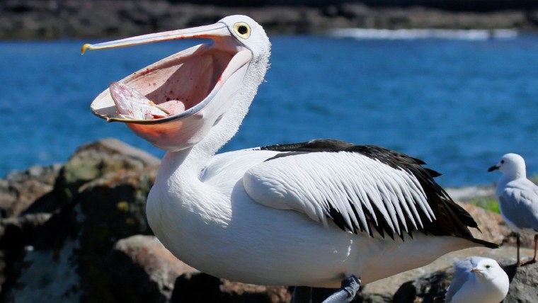 Американский белый Пеликан