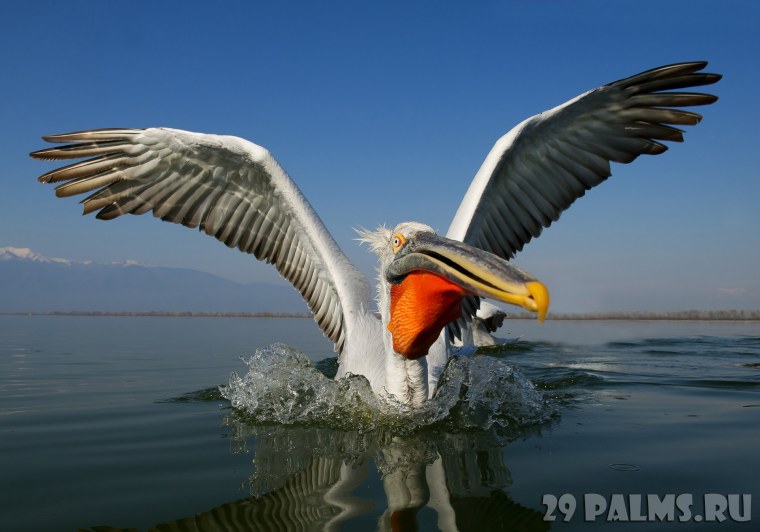 Пеликан красивое фото