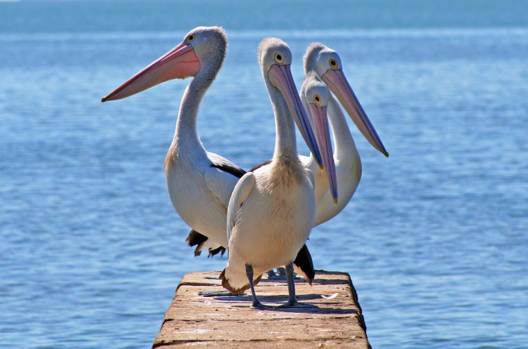 Розовый Пеликан красная книга Дагестана