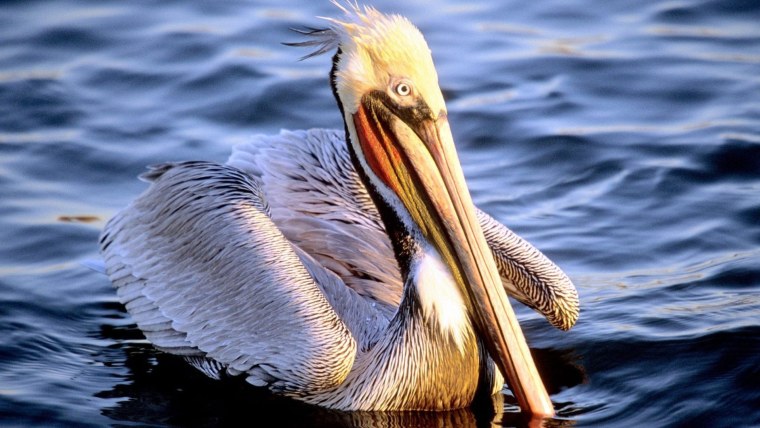 Американский белый Пеликан