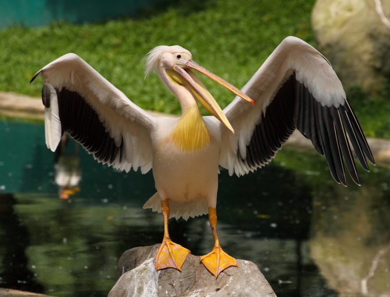 Розовый Пеликан стая