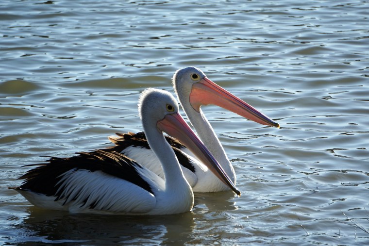 Черноморский Пеликан