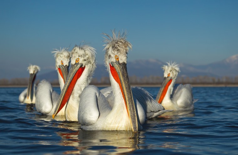 Пеликан ест рыбу