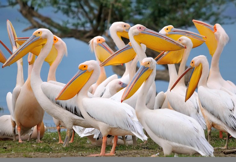 Пеликаны морские птицы