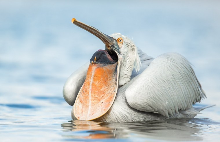 Пеликан охлаждает позвоночник
