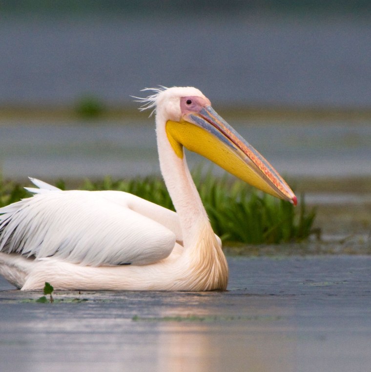 Рыжеватый Пеликан