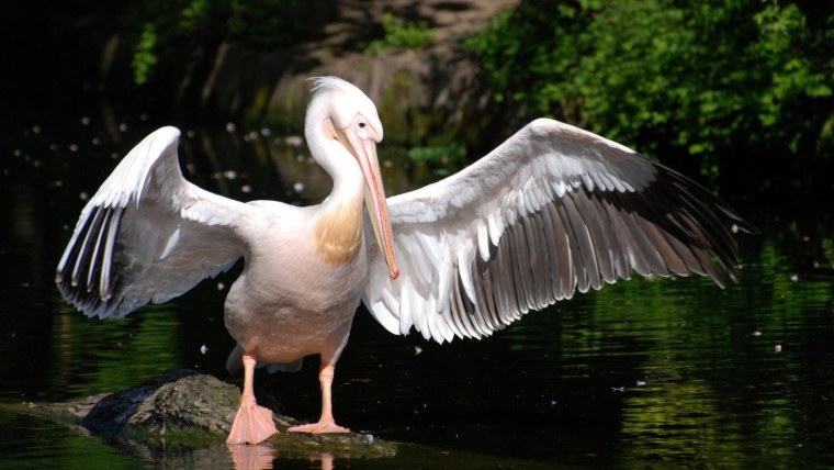 Птица похожая на пеликана