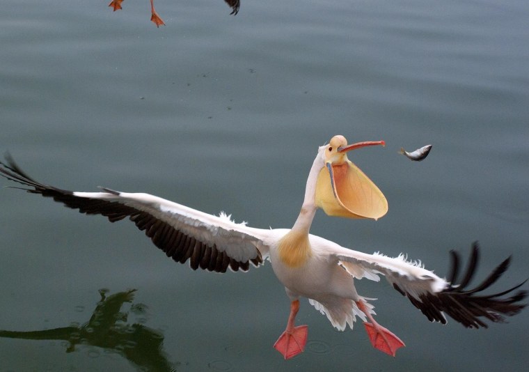 Американский белый Пеликан