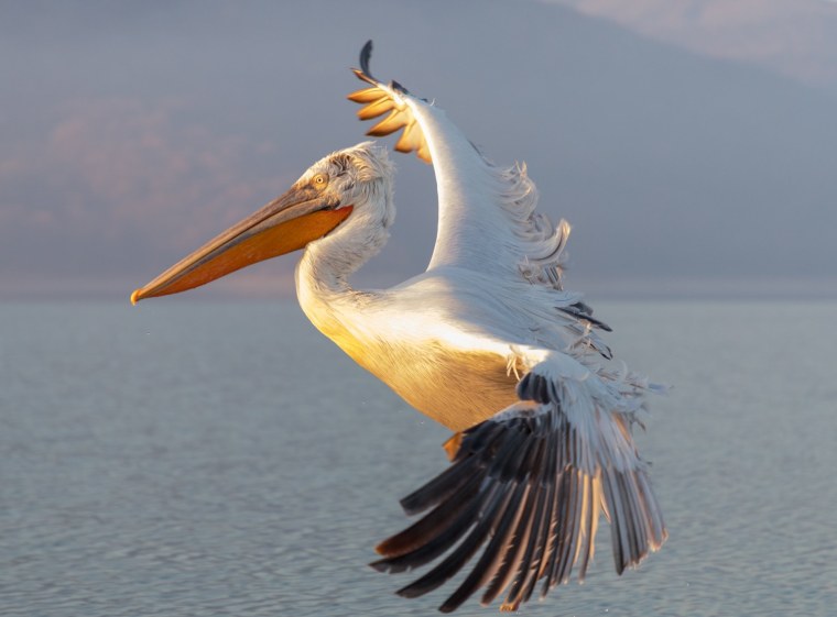 Пеликан с рыбой в клюве