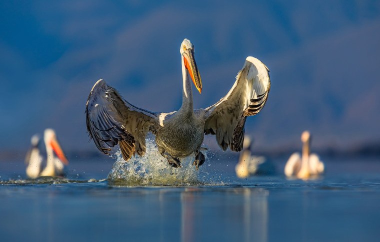 Пеликан на взлете