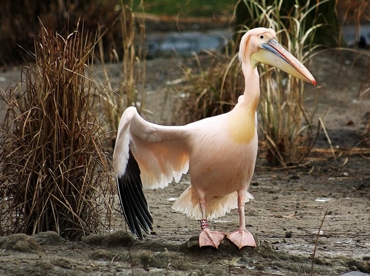 Пеликан мешконос птица