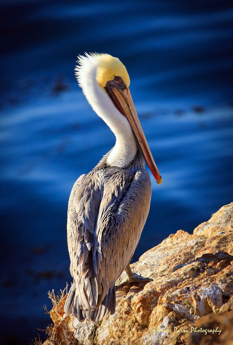 Американский бурый Пеликан