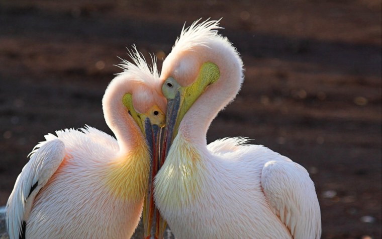 Птицы Пеликан розовый Пеликан