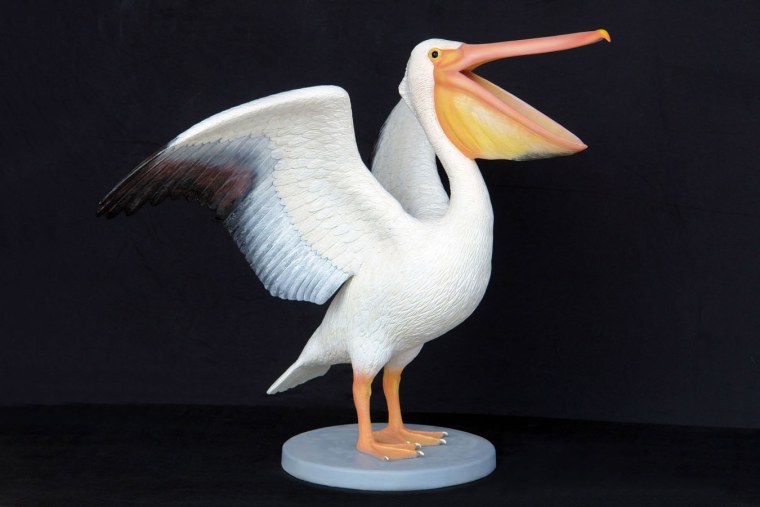 Пеликан Южная Америка